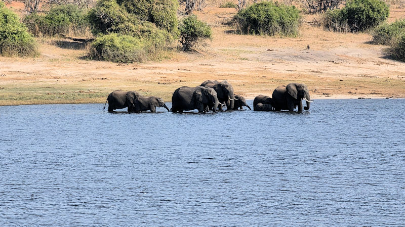 Chobe River Cruise